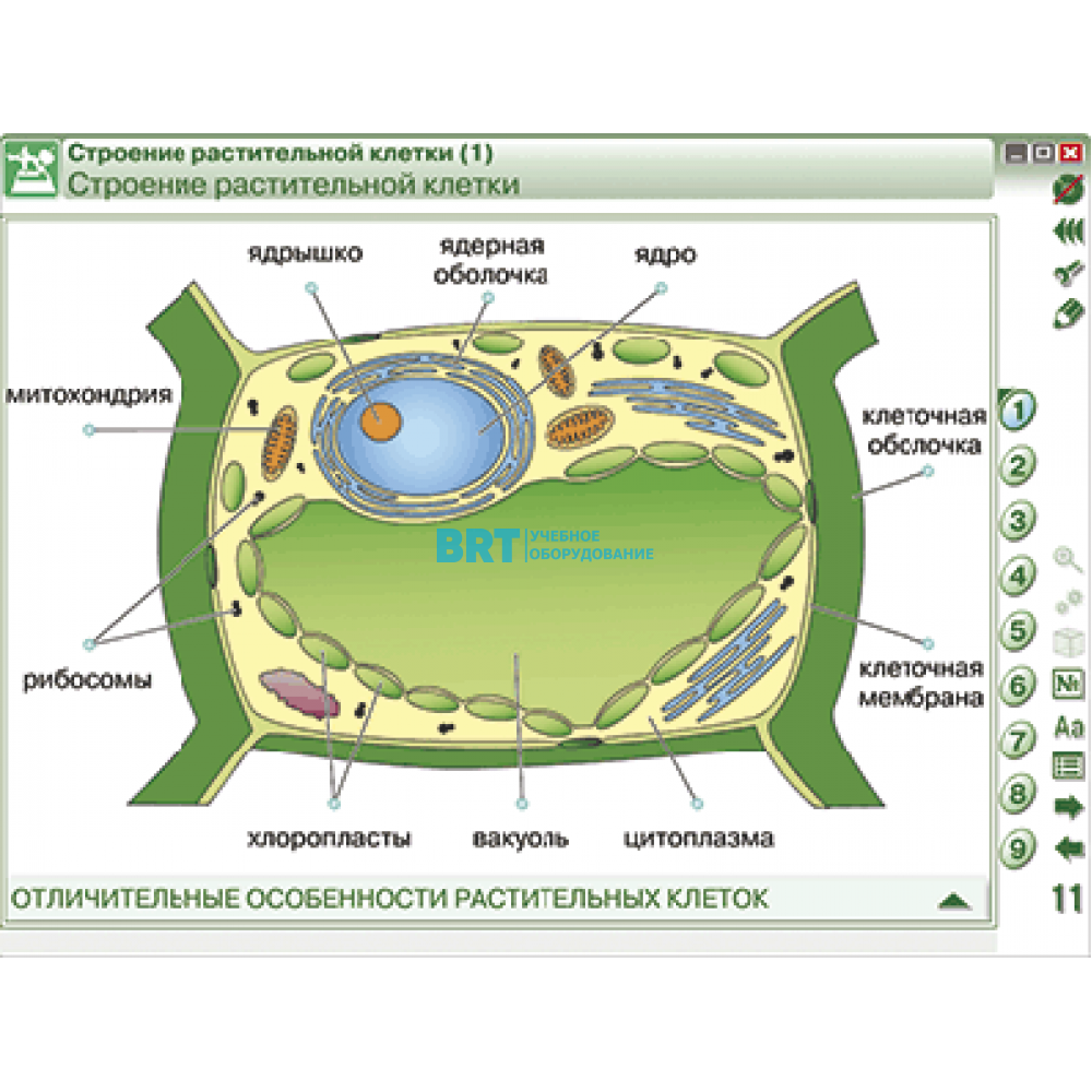 Изучал строение растительной клетки. Структура клетки растения схема. Схема растительной клетки. Схема растительной клетки рисунок. Биология строение растительной клетки.